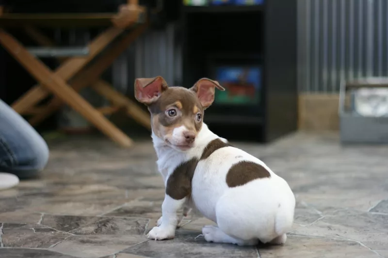 Teddy Roosevelt terrier, rare dog breed