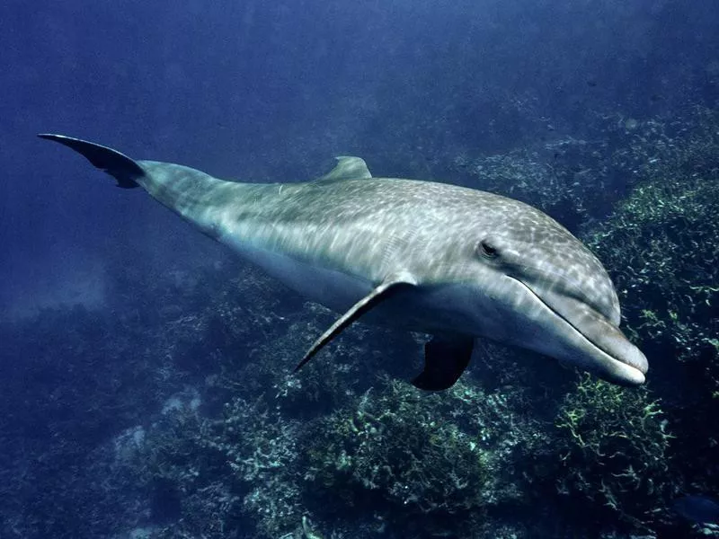 Spinner dolphin