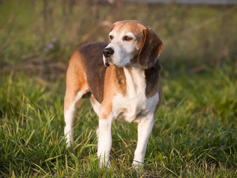 American Foxhound