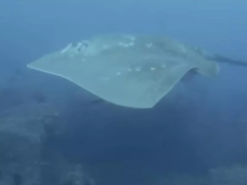 Smalleye Stingray