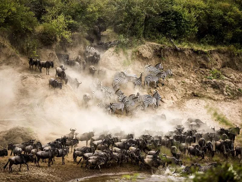 Zebras Join in on the Migration