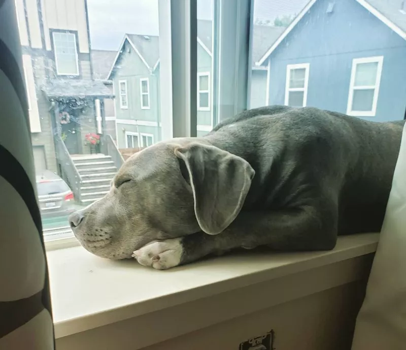 Sleeping pitbull