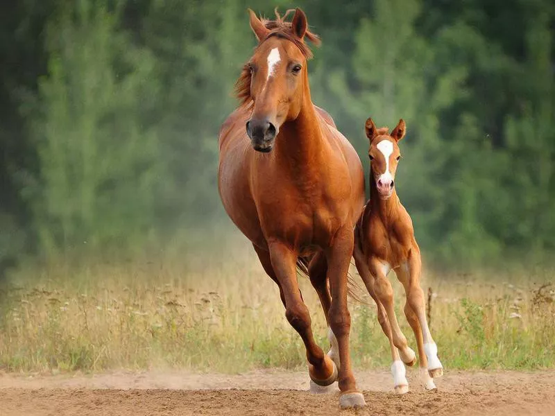 Chestnut mare and foal run free