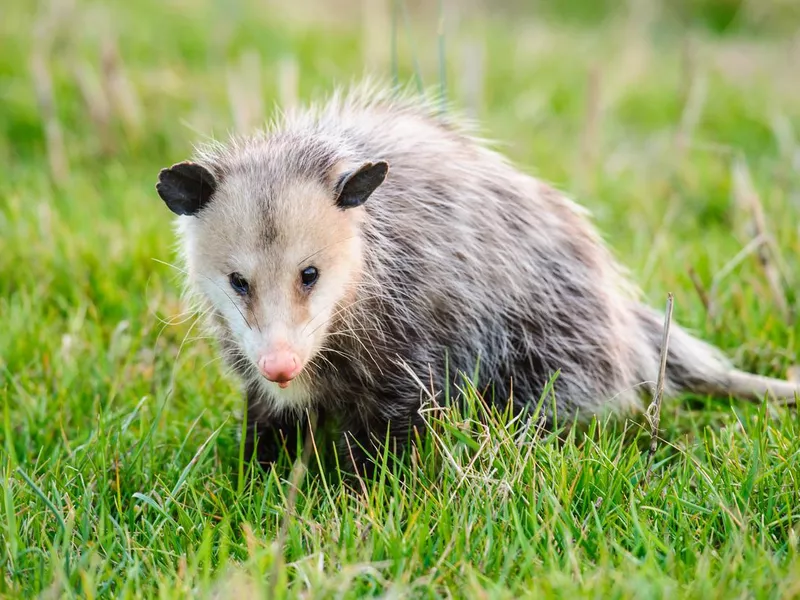 Opossum in grass