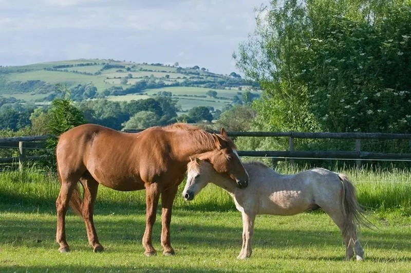 sleeping horses