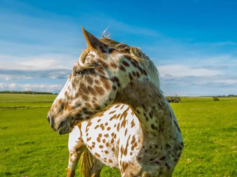 Appaloosa