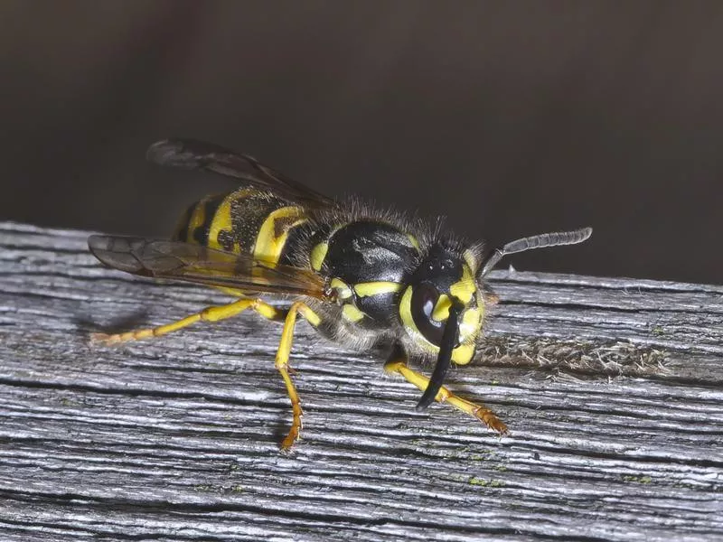 German Yellowjackets