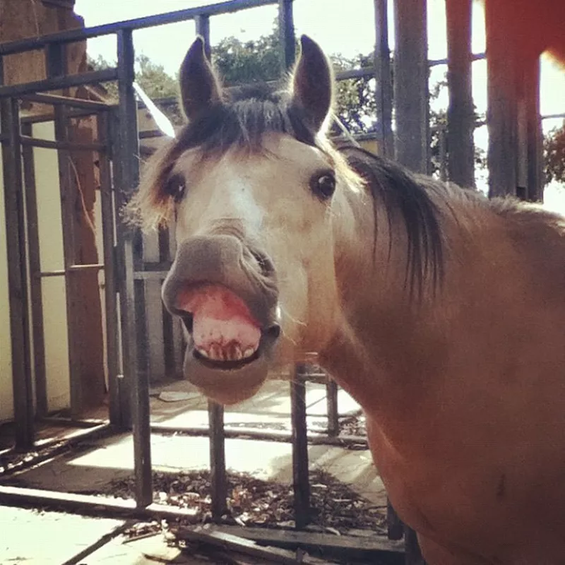 Horse Smiling