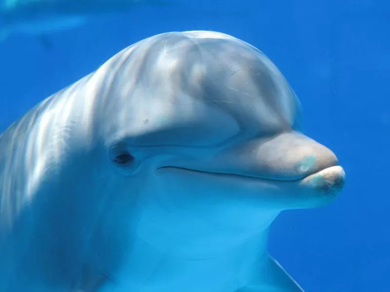 Dolphin underwater