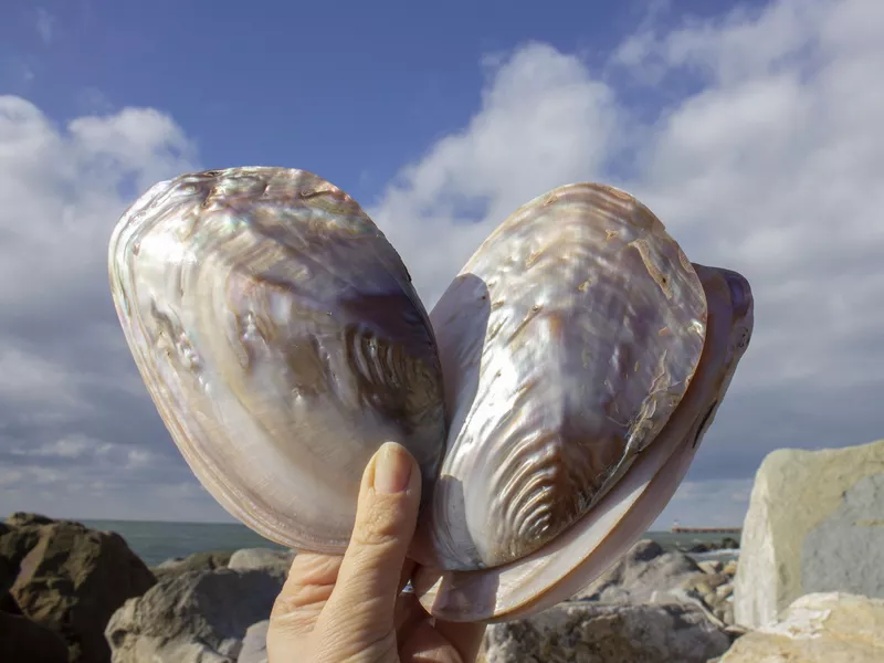 Freshwater Pearl Mussel