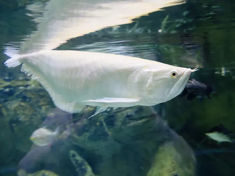 White arowana