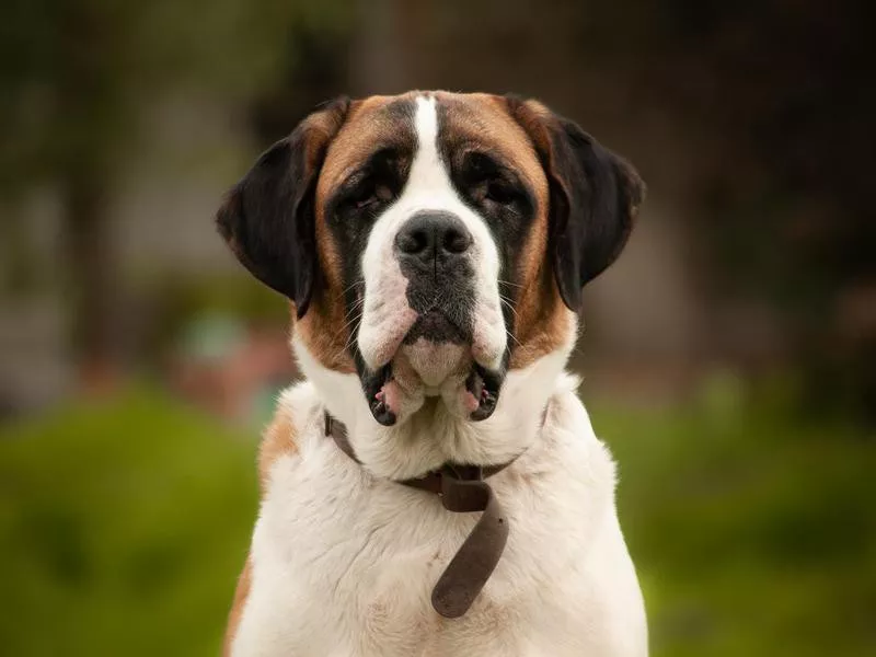 Saint Bernard