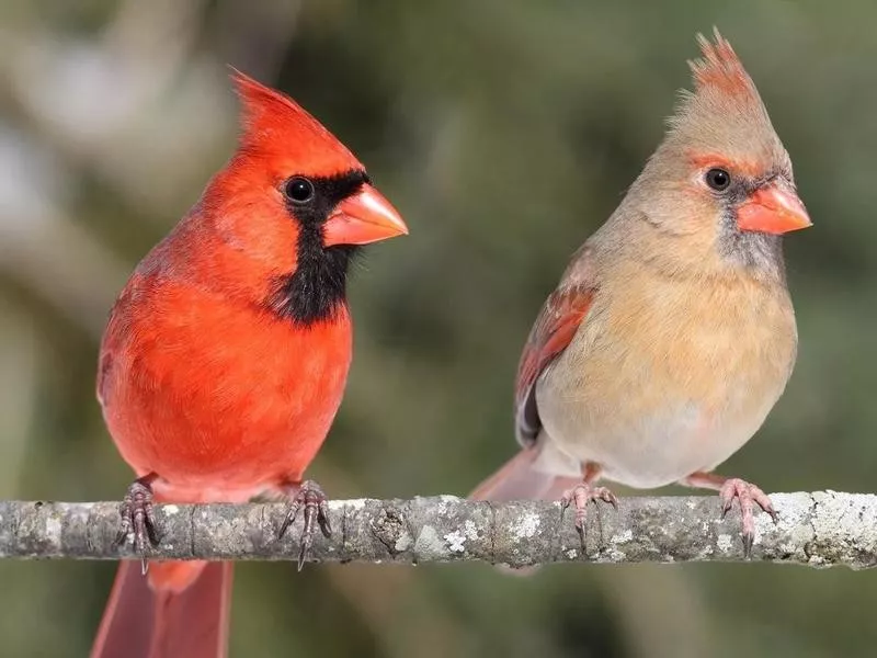 cardinal