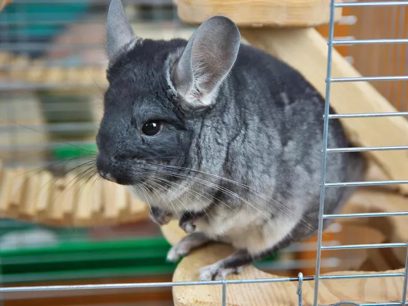 chinchilla