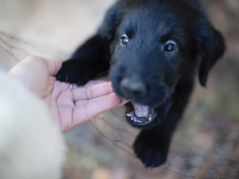 Puppy Chewing