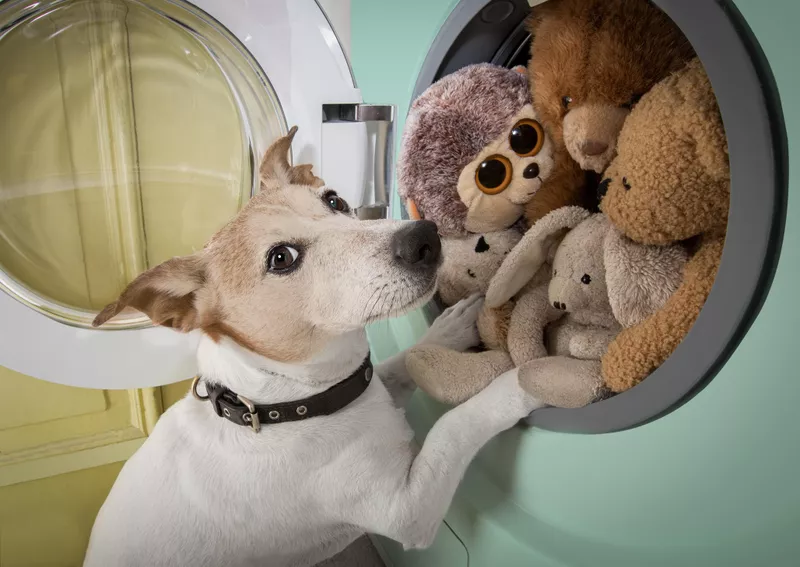 Dog toys in laundry