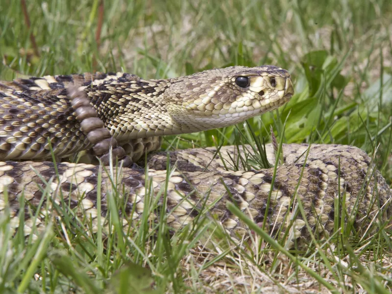 Eastern Diamondback Rattlesnake