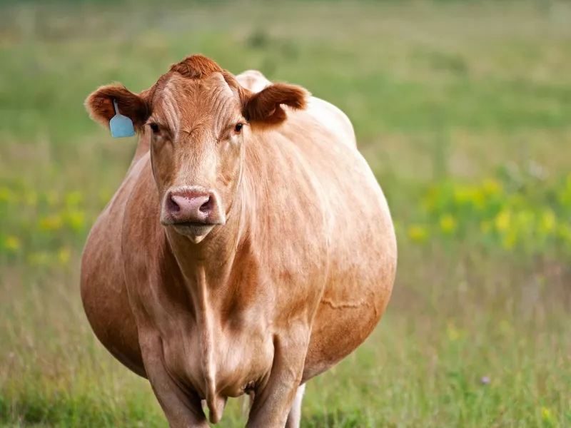 Pregnant Cow