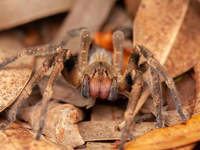 Brazilian Wandering Spiders