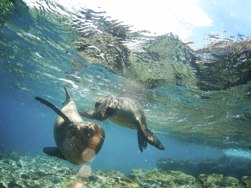 Two Galapagos Sea Lions Frolic Together Underwater