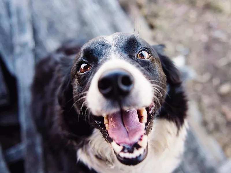 canine teeth