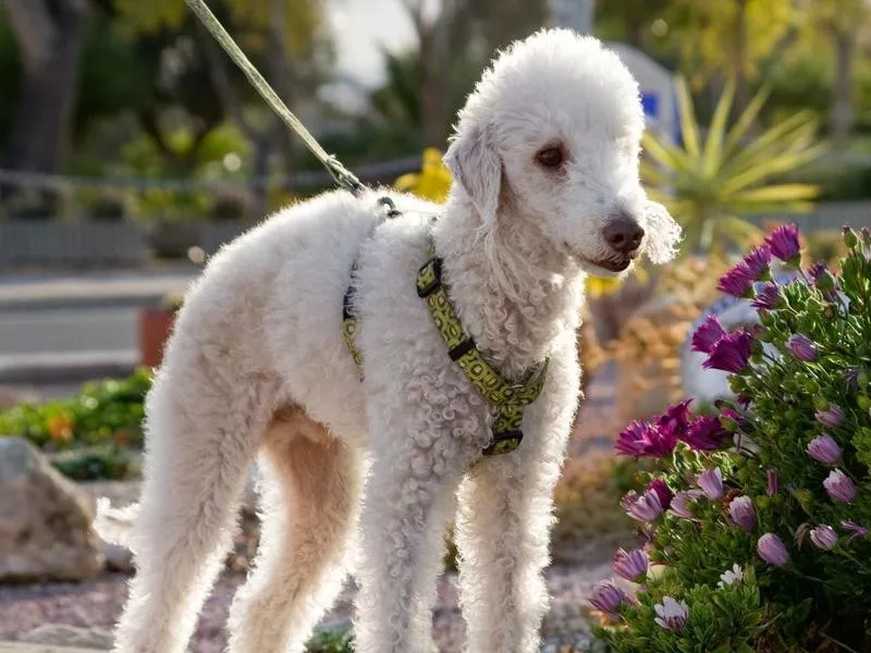 Bedlington terrier