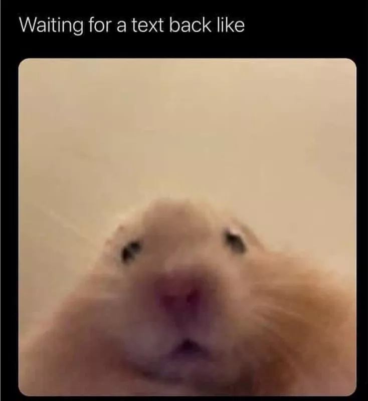 Cute hamster meme