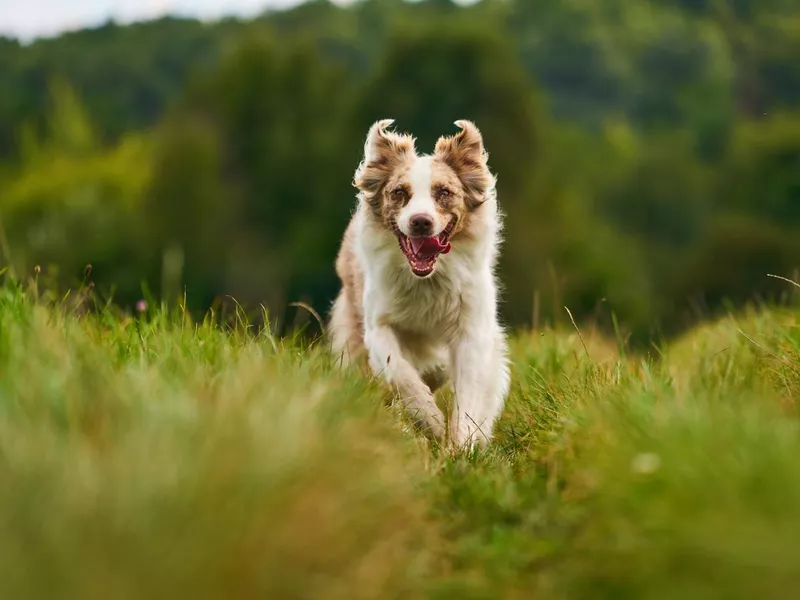 Dog running in grass