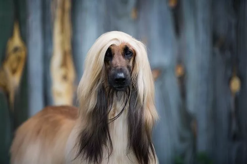 Afghan Hound