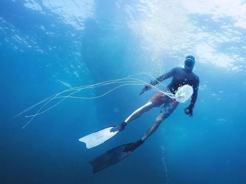 Box Jellyfish