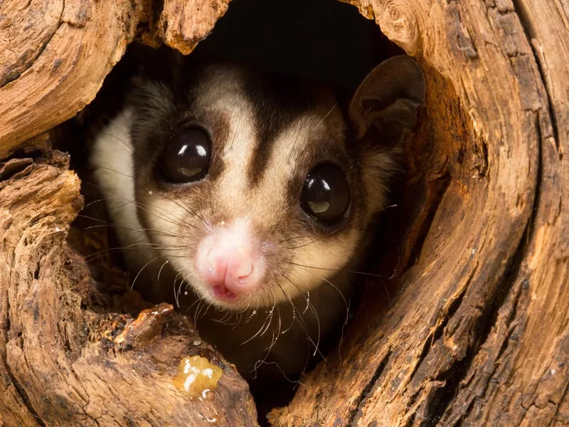 Sugar Glider