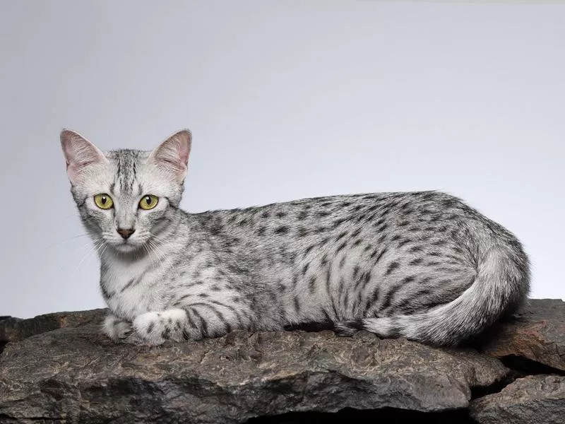 Egyptian Mau