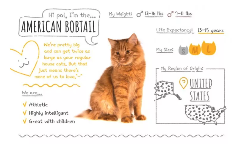 bobtail