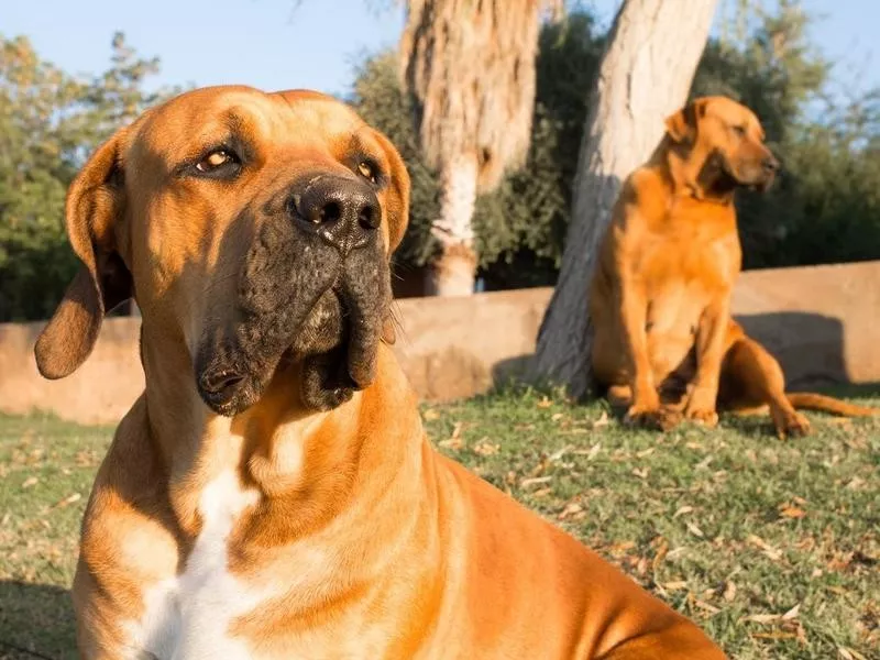 Boerboel