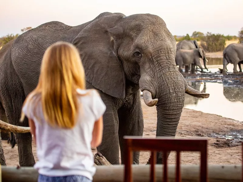 Close up of African Elephant