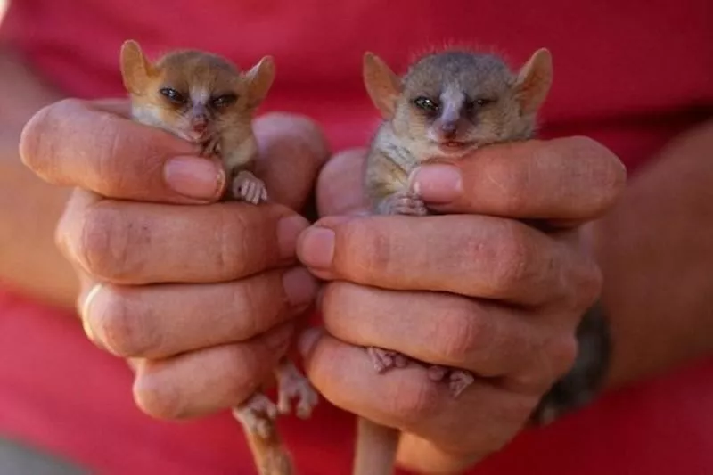 Madame Berthe’s Mouse Lemur