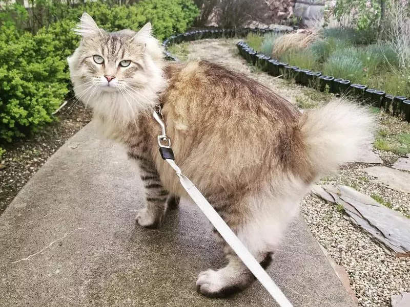 American Bobtail on leash