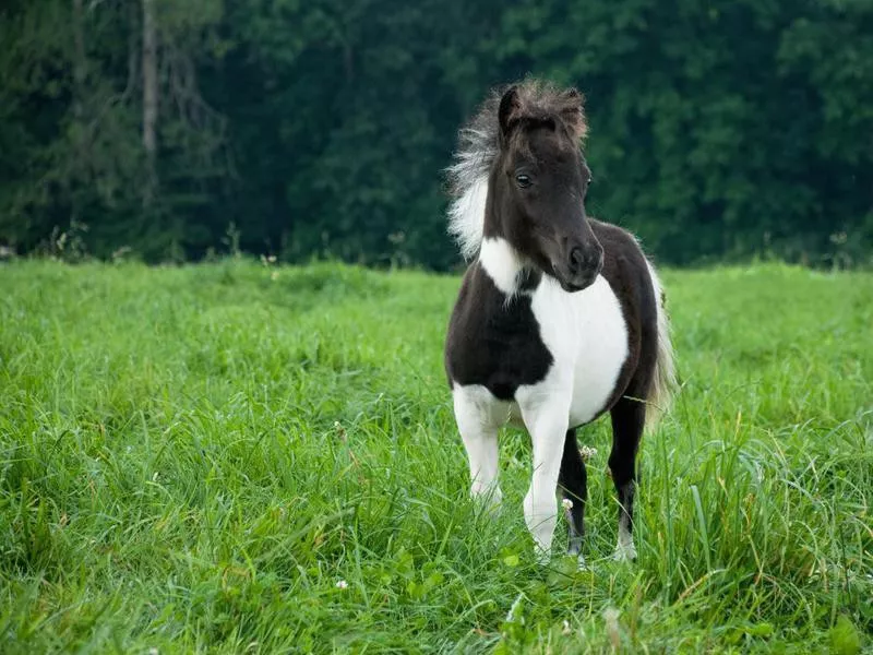 Falabella miniature horse