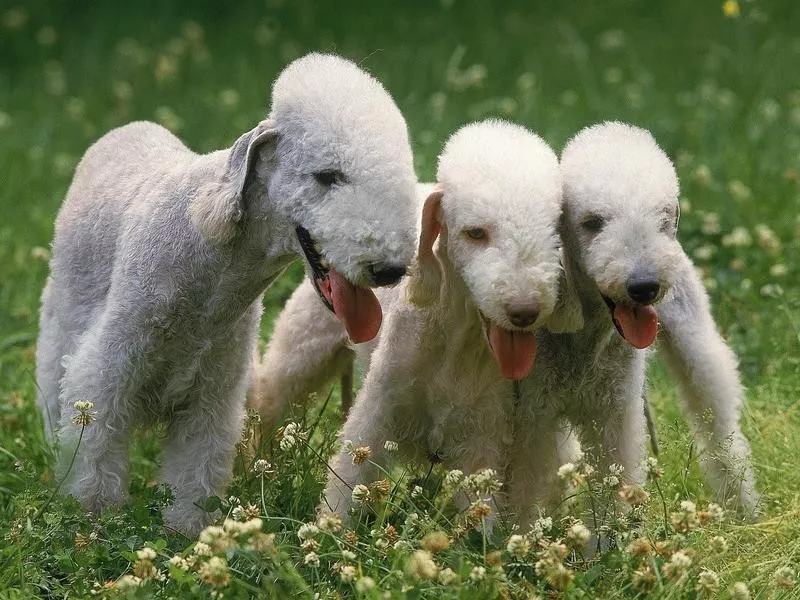 Bedlington terrier