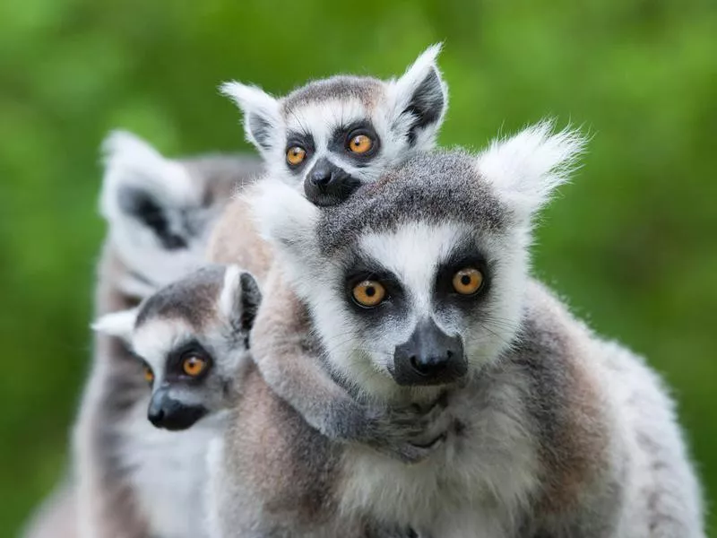 Ring-tailed lemur with her babies