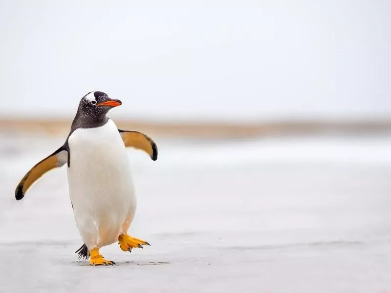 Penguin