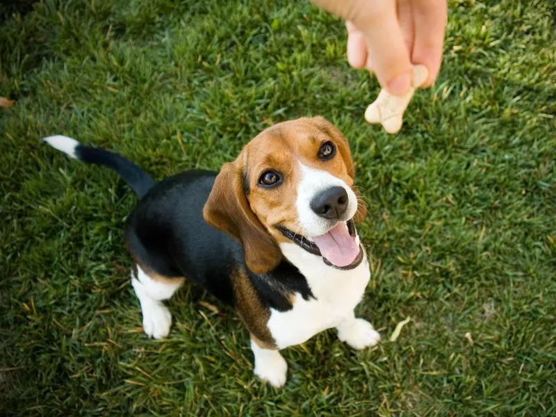 Dog getting a treat