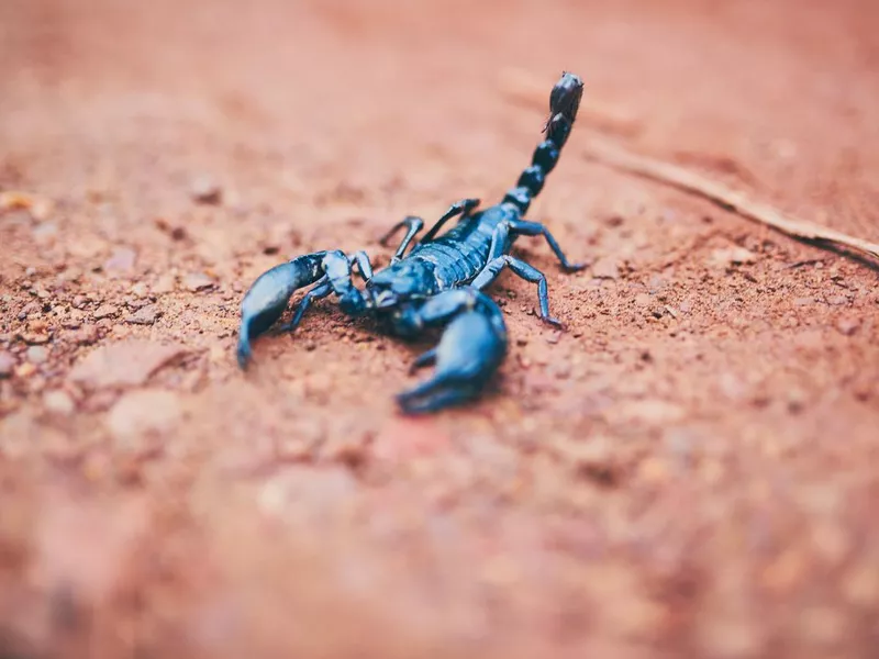 Scorpion