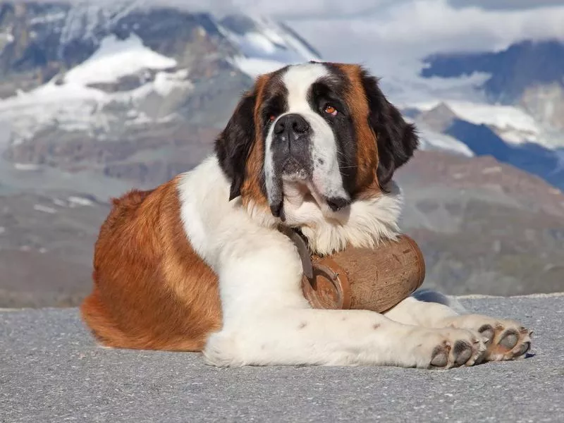 st bernard