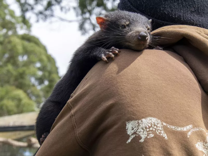 Baby Tasmanian Devil