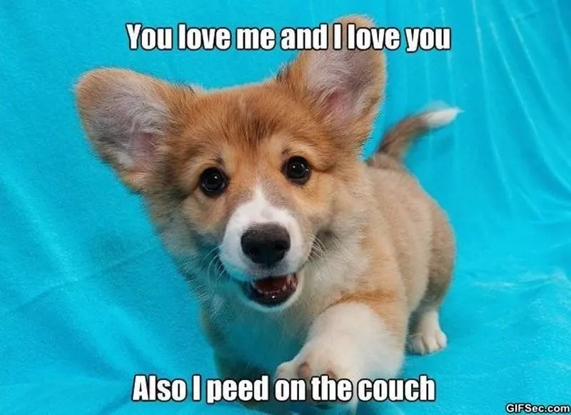 Corgi puppy