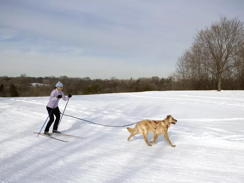 Skijoring