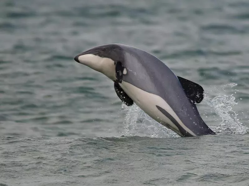 Maui Dolphin