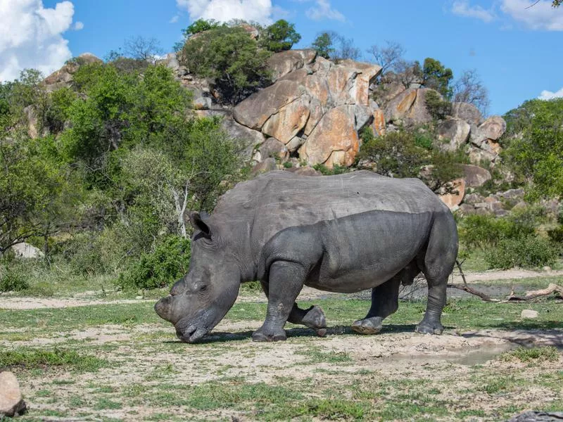 White rhinoceros eating grass