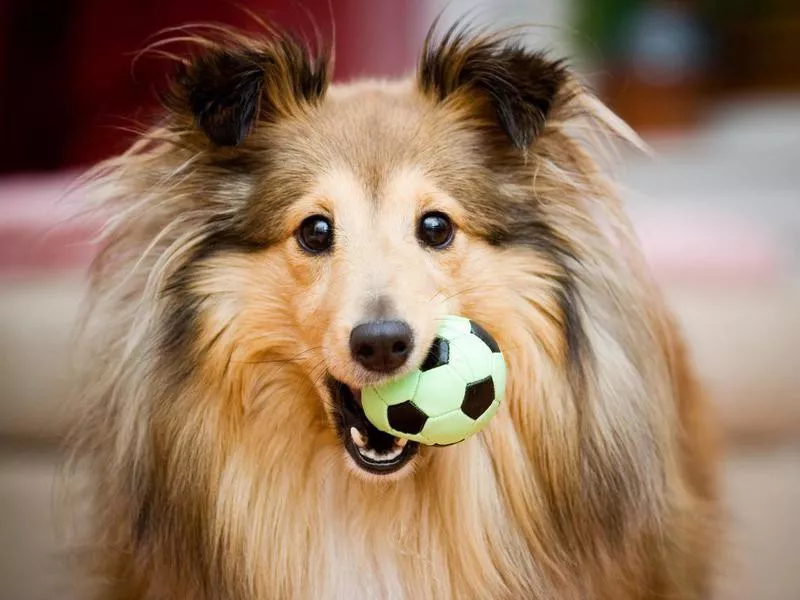 Shetland Sheepdog